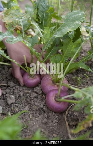 Turnip, Brassica rapa, Atlantic, root crop, harvesting from vegetable patch Stock Photo
