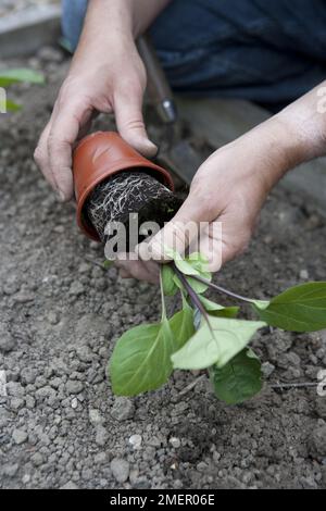 Aubergine, Money Maker, young plant being planted out into vegetable bed Stock Photo