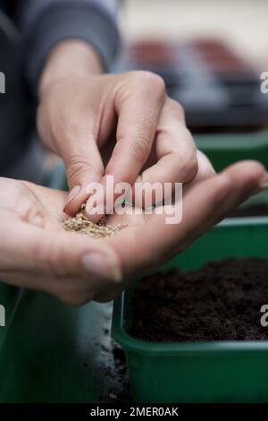 Endive, Indivia D'Estale A Cuore Giallo, leaf crop, sowing seeds by hand Stock Photo