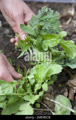 Oriental vegetables, Stirfry mix salad leaves growing in vegetable bed being harvested Stock Photo