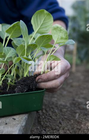 Brussels sprouts, Maximus, brassica, planting out seedlings from tray to vegetable bed Stock Photo