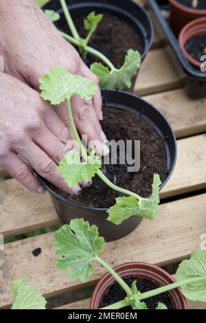 Courgette, Parador, cucurbita, healthy seedlings growing in pots of compost Stock Photo