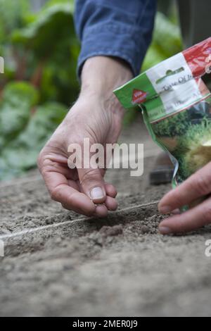 Endive, Indivia D'Estale A Cuore Giallo, leaf crop, salad seeds sown direct into the ground Stock Photo