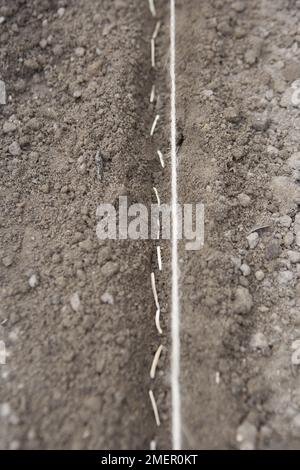 Scorzonera, root crop, vegetable, sowing seeds direct into the ground Stock Photo