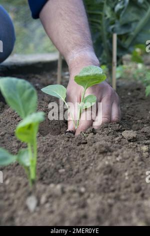 Planting out Brussels sprouts, Maximus, brassica, vegetable plants into vegetable bed Stock Photo