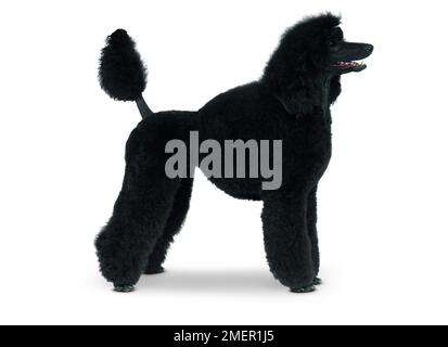 Black Miniature Poodle, standing, side view Stock Photo