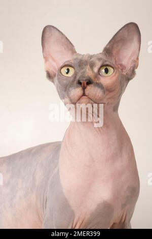 Close-up of Sphynx hairless cat looking away against black background ...