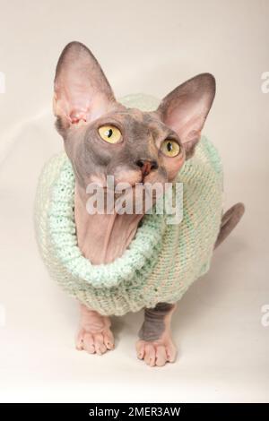 Sphynx cat wearing a knitted jumper Stock Photo Alamy