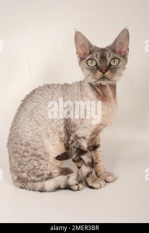 Devon Rex cat Stock Photo