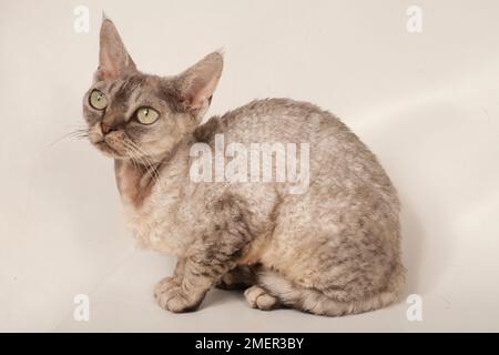 Devon Rex cat Stock Photo