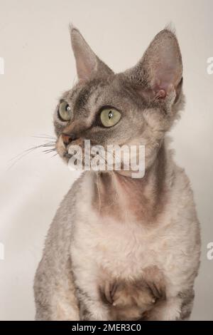 Devon Rex cat Stock Photo