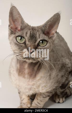 Devon Rex cat Stock Photo