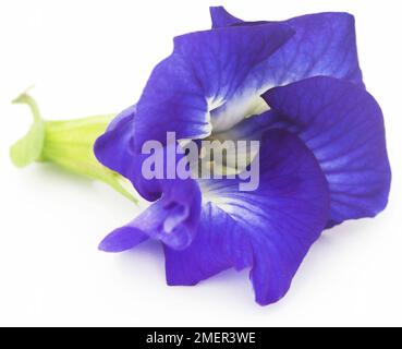 Clitoria ternatea or blue aparajita flower over white background Stock Photo