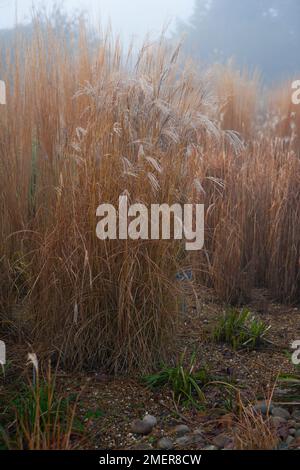 Miscanthus sinensis 'Gracillimus Nanus'. Grass border in winter Stock Photo