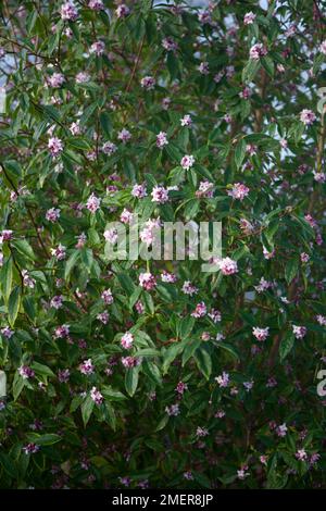 Daphne bholua 'Limpsfield' (Naplalese Paper Plant) Stock Photo