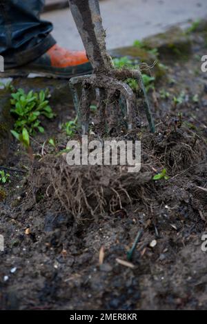 Dividing an Aster with two garden forks Stock Photo