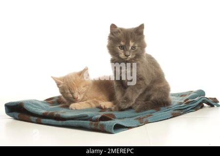 Two kittens sitting on blanket Stock Photo