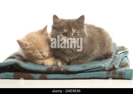 Two kitten sitting on blanket Stock Photo