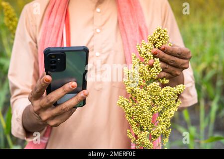 Close up shot of farmer checking crop or pests details using using mobile phone at farmland - concept of analysis,modern agriculture and internet Stock Photo