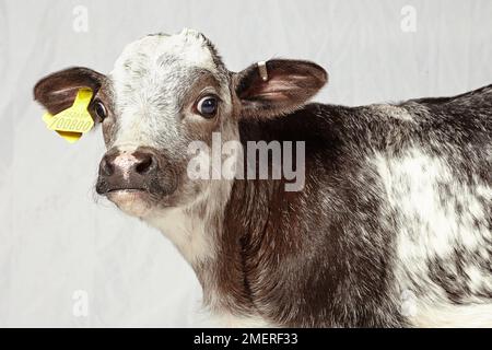 Jersey cross calf Stock Photo