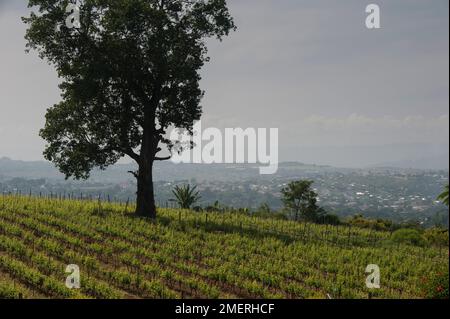 Myanmar, Eastern Burma, Aythaya Winery Stock Photo