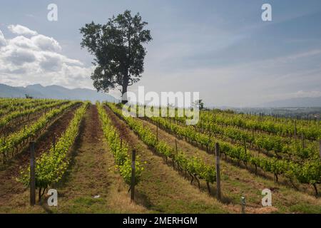 Myanmar, Eastern Myanmar, Aythaya, vineyard Stock Photo