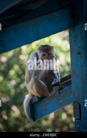 Myanmar, Western Burma, Bagan, Mount Popa, monkey Stock Photo