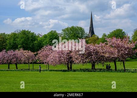 Scenic parkland tree avenue (colourful pink blossom in bloom, relaxing visitors' day-out, blue sky, church spire) - The Stray, Harrogate, England, UK. Stock Photo