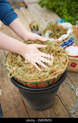 Succulent hanging ball, covering top of hanging basket with dried sphagnum moss Stock Photo