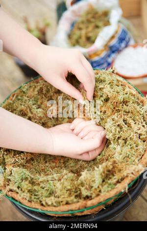 Succulent hanging ball, covering top of hanging basket with dried sphagnum moss Stock Photo