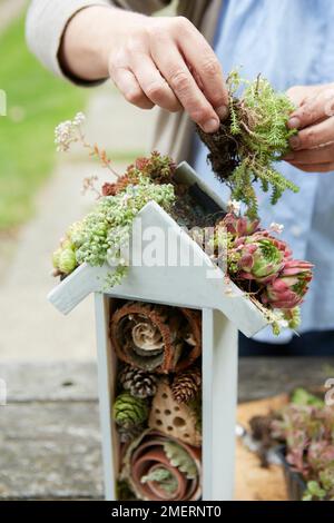 Making an insect hotel with green planted roof Stock Photo