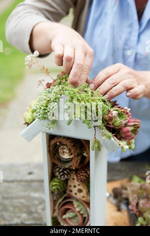 Making an insect hotel with green planted roof Stock Photo