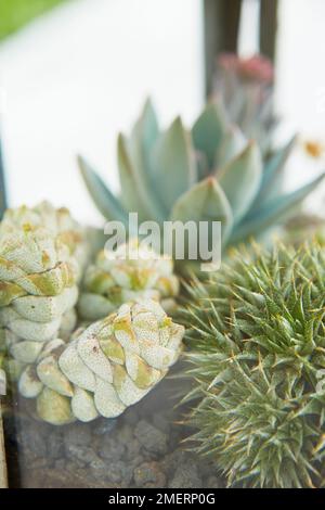 Succulent plants behind glass, in lantern planter, close up Stock Photo