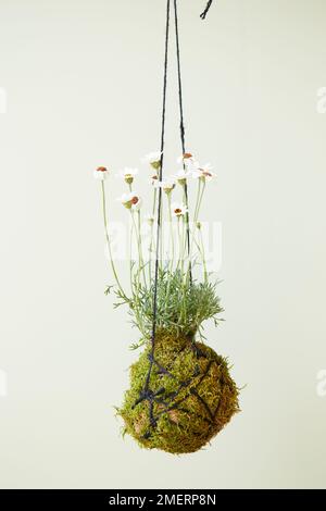 Kokedama hanging plants, Rhodanthemum 'African Eyes' (Moroccan Daisy) Stock Photo