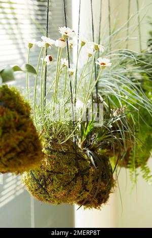 Kokedama hanging plants, Rhodanthemum 'African Eyes' (Moroccan Daisy) Stock Photo