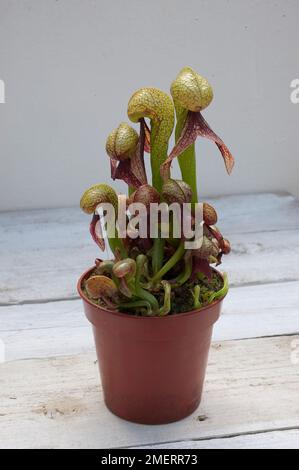 Carnivorous plant, Darlingtonia Stock Photo