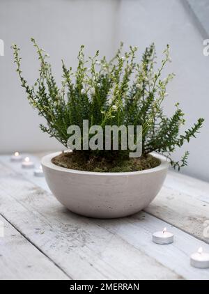 Calluna vulgaris 'Elegantissima' (Heather) growing in concrete container Stock Photo