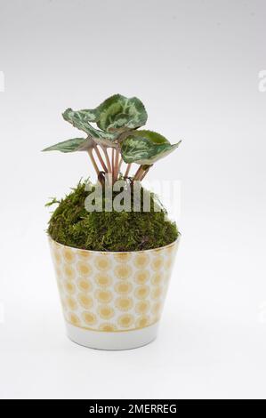 Moss pot containing Cyclamen hederifolium Stock Photo