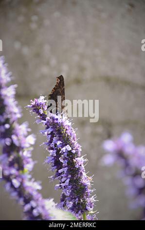 Butterfly settled on Agastache 'Black Adder' flower Stock Photo