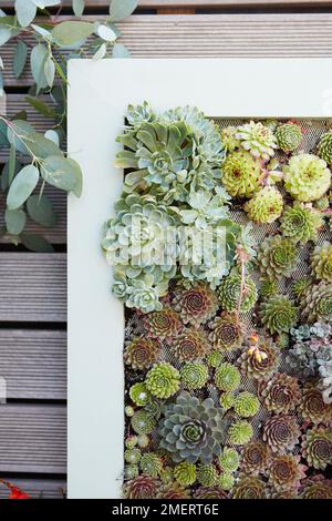 Succulent living picture frame Stock Photo
