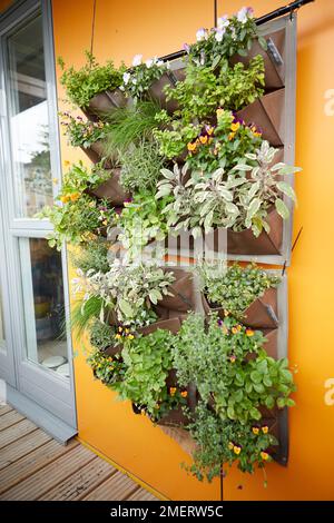 Herbs growing in hanging wall planter on balcony Stock Photo