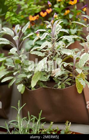 Herbs in hanging wall planter Stock Photo
