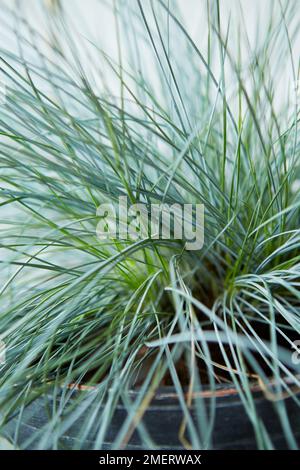 Festuca glauca 'Intense Blue', Blue Fescue Grass Stock Photo
