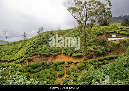 Central Province, Nuwara Eliya, Pedro Tea Estate, Sri Lanka Stock Photo