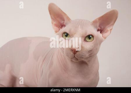 Bambino hairless cat Stock Photo - Alamy