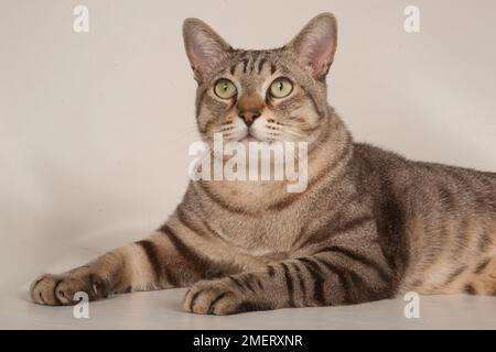 Australian Mist shorthair cat Stock Photo