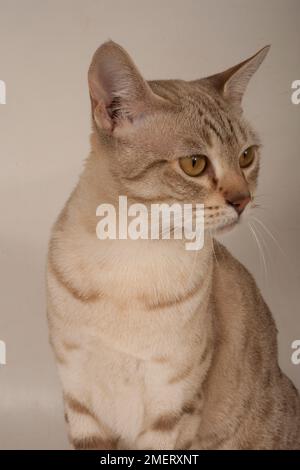 Australian Mist shorthair cat Stock Photo