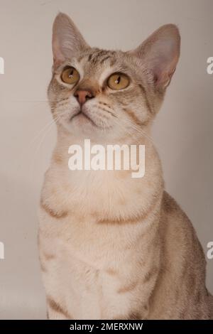 Australian Mist shorthair cat Stock Photo