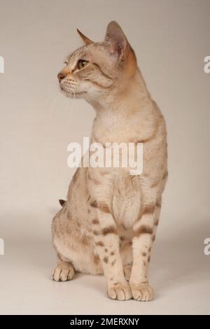 Australian Mist shorthair cat Stock Photo