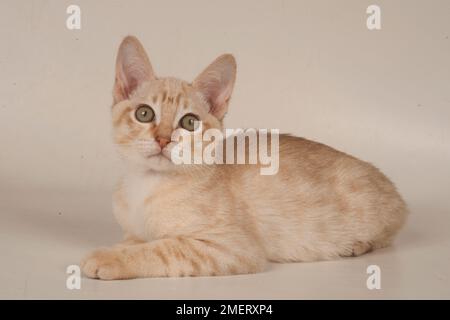 Australian Mist shorthair cat Stock Photo